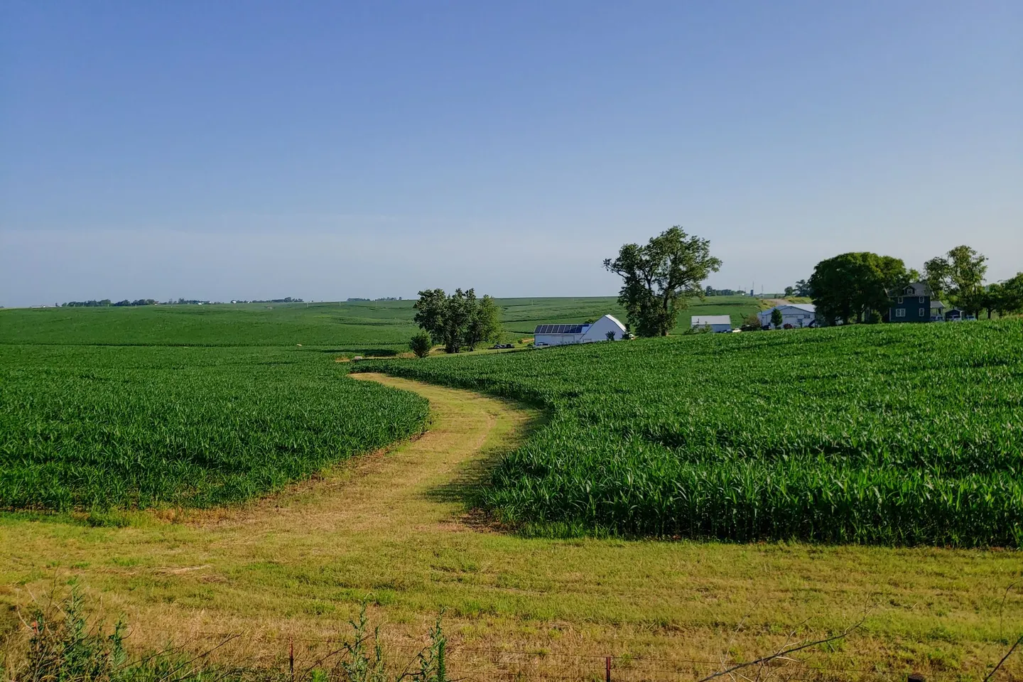 A mown path winds through green cornfields toward a distant farmstead in rural Iowa.