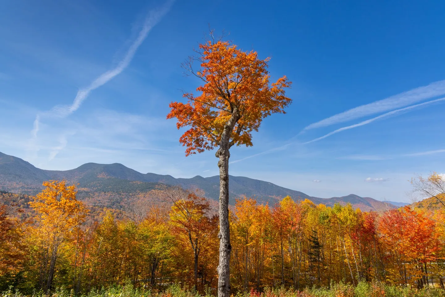 A lone orange maple stands above autumn foliage with mountains behind it in Franconia, New Hampshire.